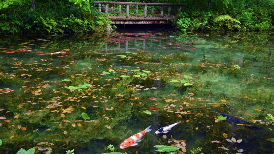 Monet's pond